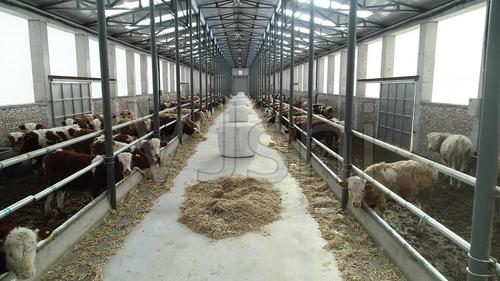 现代化牛棚畜牧业_2720x1530_高清视频素材下载(编号