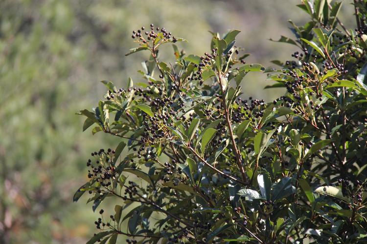 庆元植物1237蔷薇科石楠属椤木石楠贵州石楠