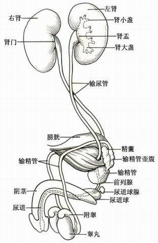 泌尿系统