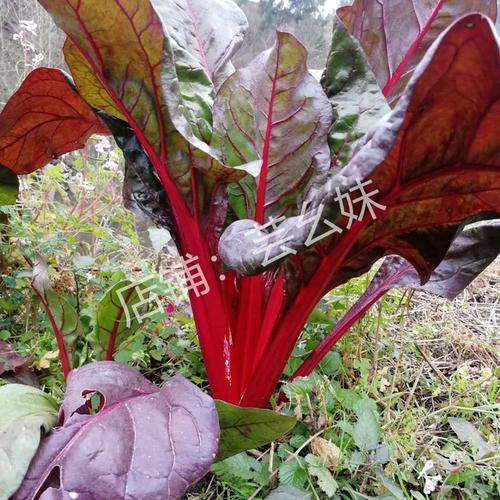 四川红牛皮菜根达菜红梗菠菜甜菜莙荙菜农家自种新鲜蔬菜3斤包邮