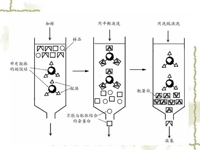 层析柱中的填料是某些惰性的多孔网状结构物质,多是交联的聚糖(如葡