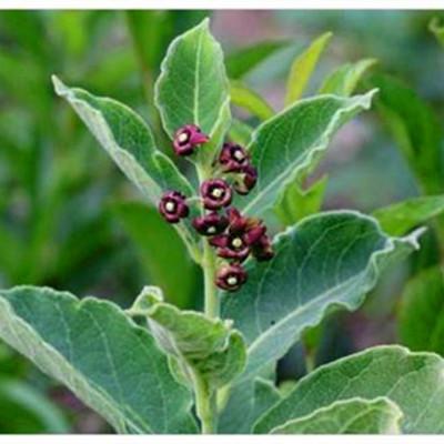 产品:白薇东北中草药植物白龙须种子爬藤植物白马薇种苗庭院盆栽原价