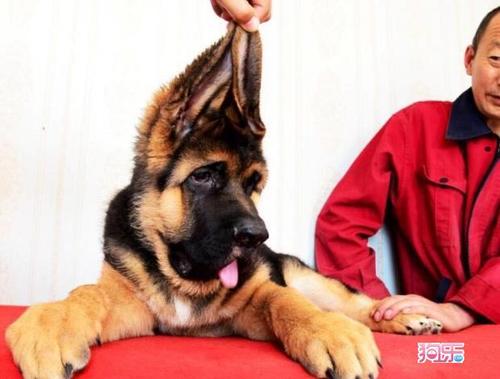 三个月锤系德牧图片三个月锤系德牧图片燕京犬业图