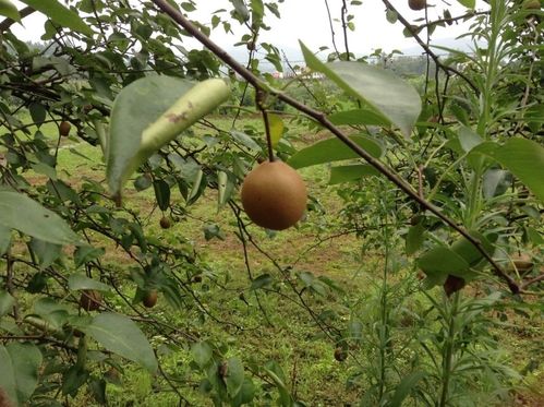 本地梨子马上就要成熟,小时候的味道.