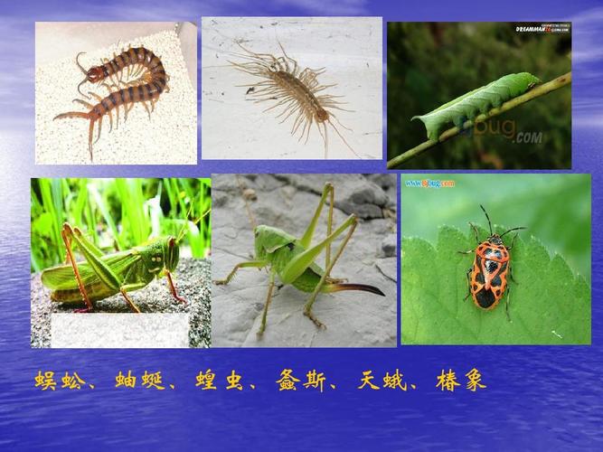 常见昆虫的分类