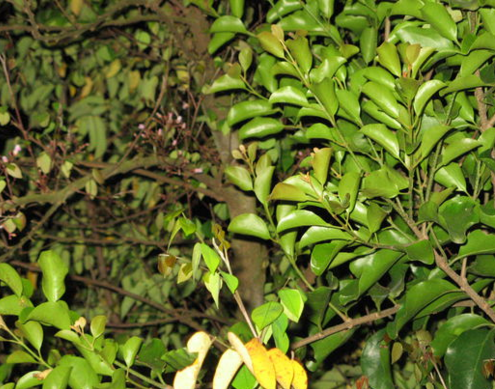 杨桃寄生茶的功效与作用是什么呢_中华康网