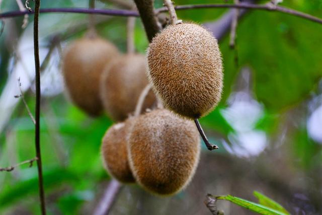 双溪半边山发现野生猕猴桃