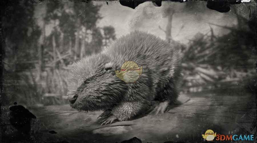 荒野大镖客2北美河狸图鉴一览