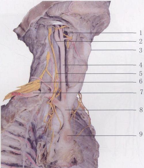 图8-32 颈部的动脉和神经