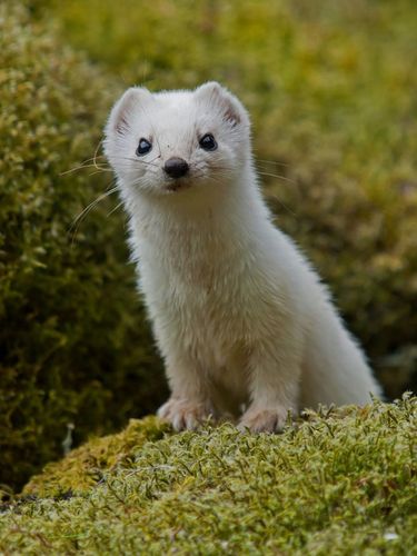 photograph stoat in winter coat by haakon nygrd on 500px