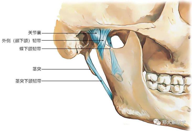 【好课推荐】颞下颌关节紊乱病神经阻滞及针刀治疗