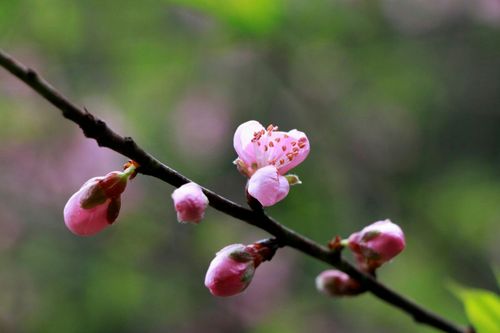 追影|长大的桃花没有十里,但足够你看三生三世