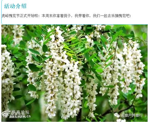 名旅户外57虎峪爬山采摘槐花节50元