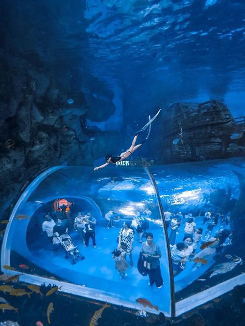 97在海洋馆,我做了一个蓝色的梦_潜水_海洋馆_自由潜_无锡融创海