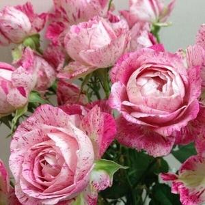 雪花肥牛 月季 小苗 (小型灌木 直立 淡香或无香)