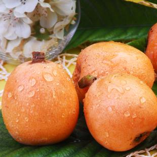 四川枇杷果顺丰包邮