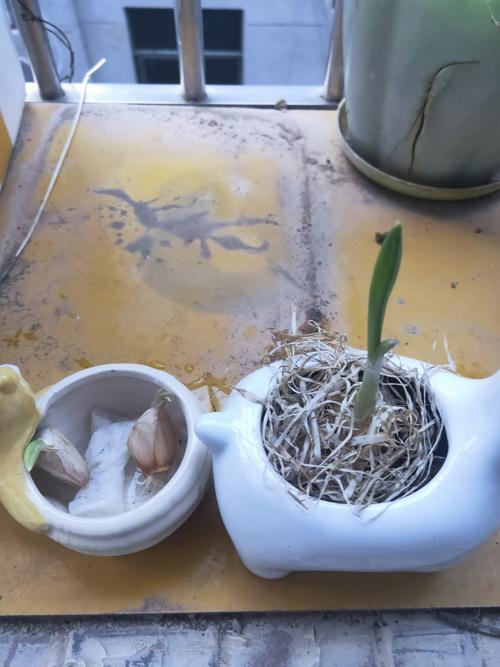 其它 种植大蒜 写美篇 浇水都小心翼翼的,生怕多了.