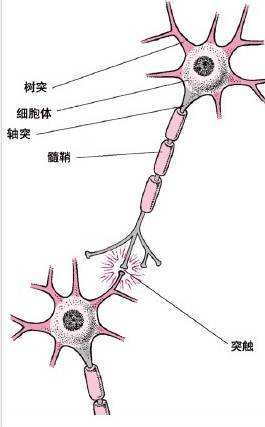 一下就是,神经元细由一个细胞体,一些树突,一根轴突及许多突触组成