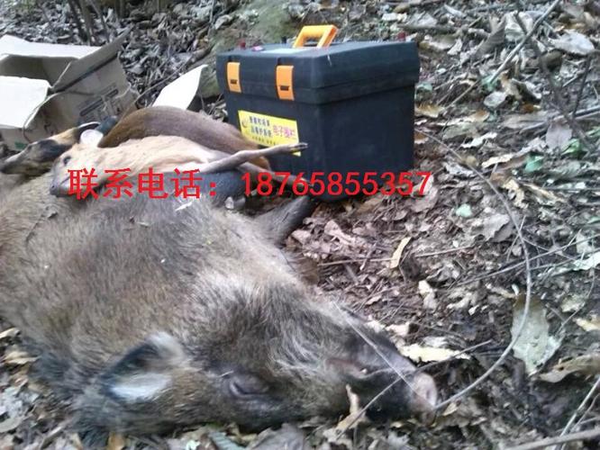 阳泉哪里有卖野猪捕捉器
