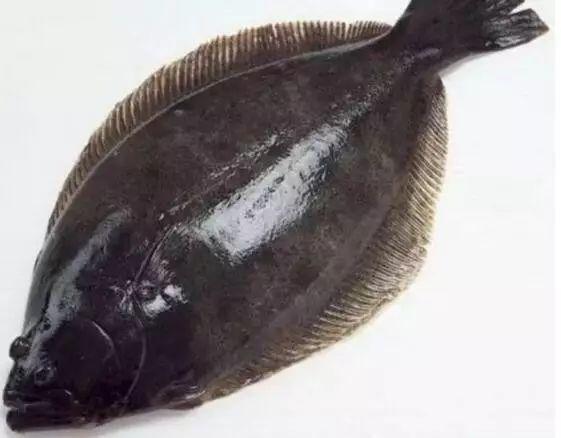 data-lemmaid="1195405">硬骨鱼纲 /a>,鲆科,是比目鱼的一类