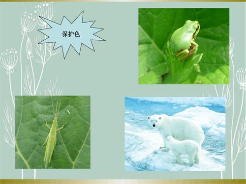 幼儿园大班科学《动物的自我保护》课件.ppt 16页