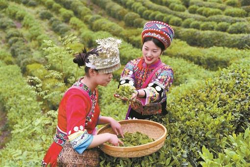 古丈县:茶乡大步奔富路 - 区县动态 - 湖南在线