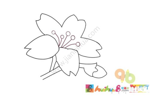 盛开的蝴蝶花简笔画图片