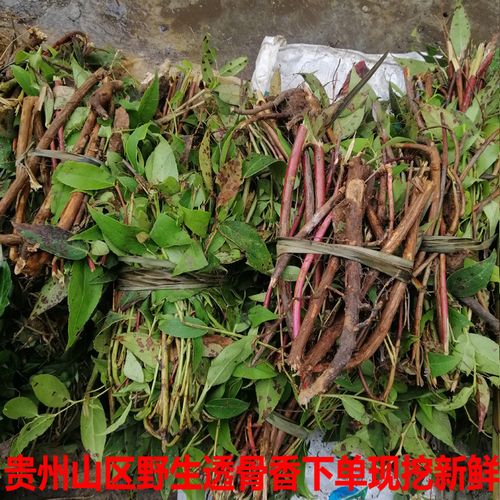 贵州野生中药材透骨香 透骨草满山香搜山虎浓香全株1斤包邮