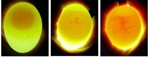 孵化两天的蛋,请问是受精蛋么?