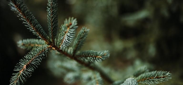 spider spruce mite