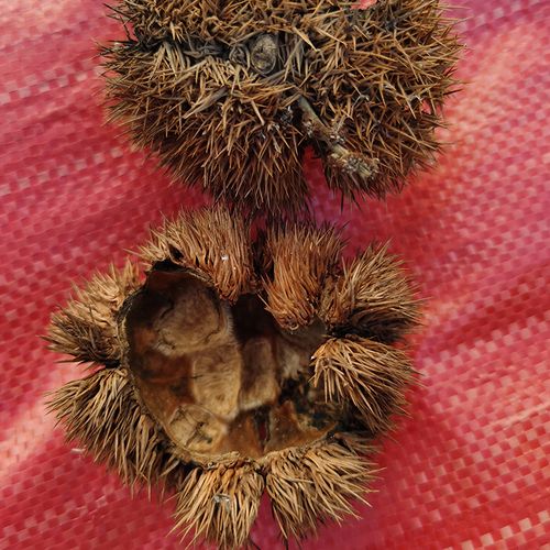 中草药原料1斤板栗带刺球壳风栗壳刺球板粟刺壳晒干迁西栗子毛球