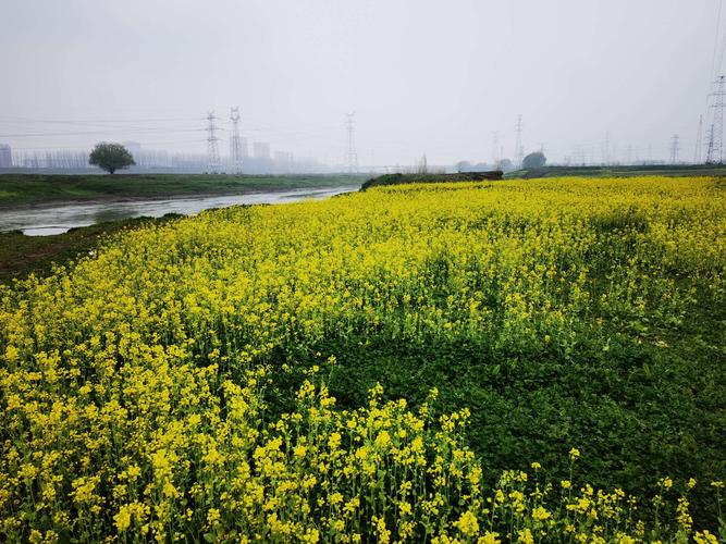 从郊野公园上堤,府河便在眼前了,映入眼帘的是一大片油菜花.