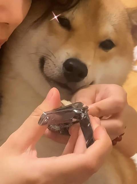 柴犬#第一次见剪指甲这么乖的柴柴全是柴犬啊的微博视频