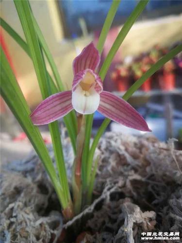 人面桃花引种存档-兰市行情-中国兰花交易网社区
