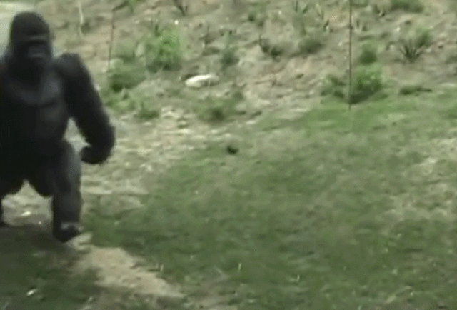 不愧是灵长类动物的首领!银背大猩猩潇洒走"齐步"