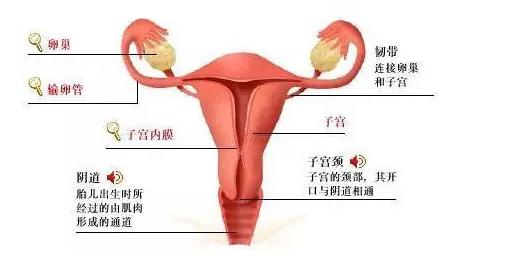 子宫对女人来说有多重要,没了子宫的女人会怎样?