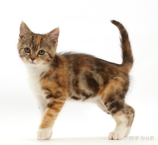 猫咪颜色&花纹对照表,耐着性子读完秒杀90%繁育人——玳瑁色&三花色&