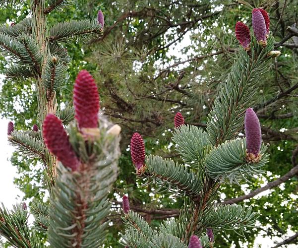 我第一次看到春天的松树开花,也是这么美