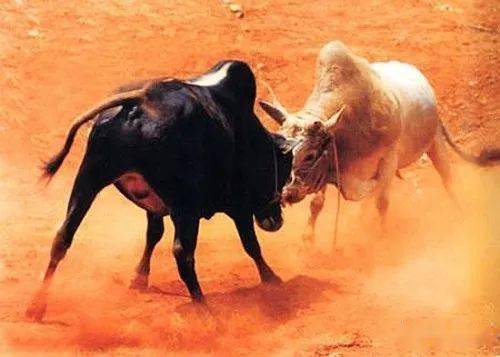 画两牛相斗时,牛尾巴翘起来是错的吗?