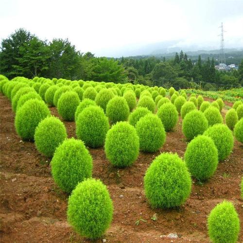 新红地肤种子绿地肤花种子阳台扫帚苗孔雀松景观花海庭院草花种子