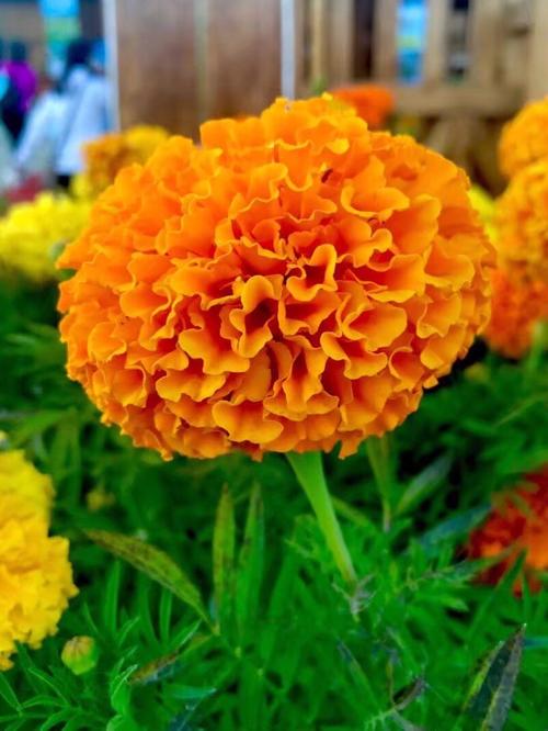 万寿菊花语～健康