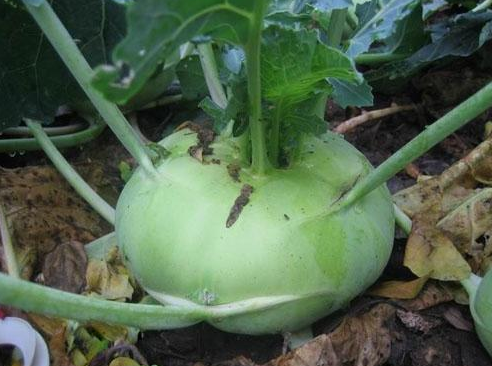 芜菁别名蔓菁,诸葛菜,圆菜头,其富含多种维生素,利五脏,抗衰老,是药食