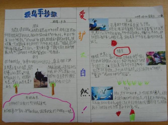 爱鸟护鸟手抄报图片大全