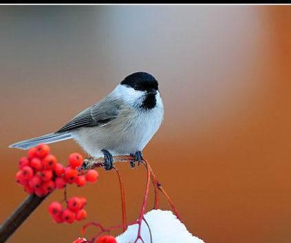 【鸟友汇】简聊红子