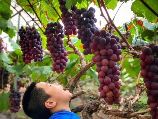 那就带上ta来龙泉驿摘葡萄吧!