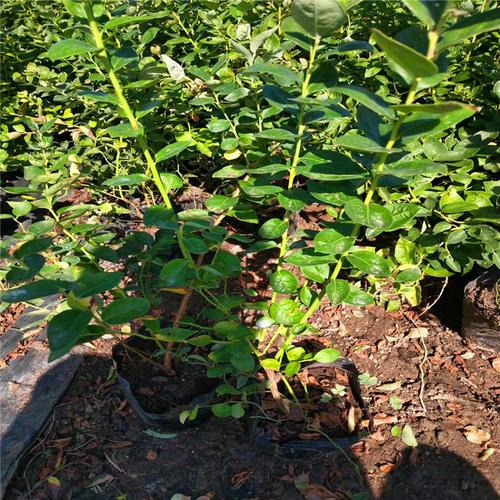 火花蓝莓种苗价格火花蓝莓种苗介绍