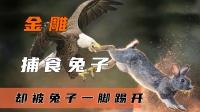 老鹰轮番捕猎兔子,不料兔子竟会武术,一招兔子蹬鹰解决老鹰!