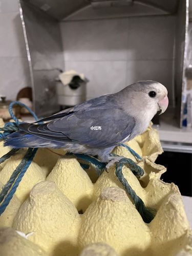 紫罗兰牡丹鹦鹉_鹦鹉_牡丹_宠物_宠物其他