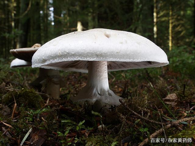 荒野维生野菜系列——白林地菇