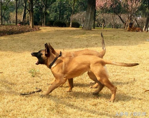 春季养殖马犬好吗 马犬幼犬多少钱一条